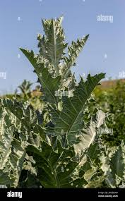 Image result for Onopordum acanthium