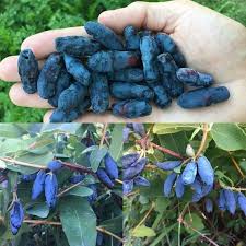 Attēlu rezultāti vaicājumam “Lonicera caerulea var. pallasii”