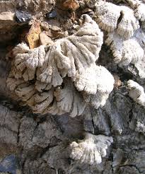 Attēlu rezultāti vaicājumam “Schizophyllum commune”