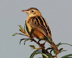 Image result for Cisticola juncidis