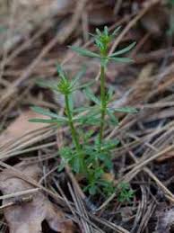 Image result for Galium aparine