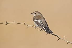 Attēlu rezultāti vaicājumam “Ficedula hypoleuca female”