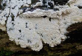 Attēlu rezultāti vaicājumam “Schizopora paradoxa”