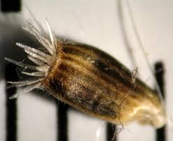 Attēlu rezultāti vaicājumam “Centaurea stoebe bud”