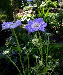 Image result for scabiosa caucasica