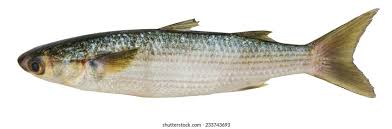 Image result for Crenimugil seheli