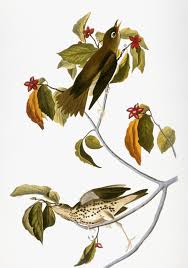 Image result for Hylocichla mustelina