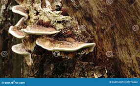 Attēlu rezultāti vaicājumam “Trametes gibbosa”