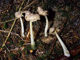 Attēlu rezultāti vaicājumam “Helvella elastica”