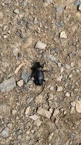 Attēlu rezultāti vaicājumam “Carabus arcensis”