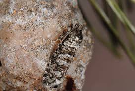 Attēlu rezultāti vaicājumam “Retinia resinella”