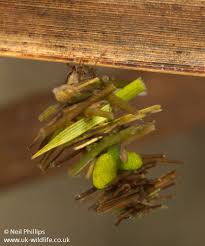 Attēlu rezultāti vaicājumam “Limnephilus larva”