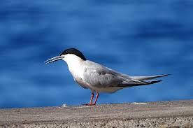 Image result for Sterna dougallii