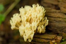 Attēlu rezultāti vaicājumam “Clavicorona pyxidata”