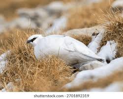 Attēlu rezultāti vaicājumam “Lagopus lagopus male”