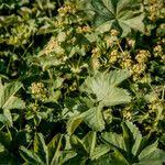 Attēlu rezultāti vaicājumam “Alchemilla subcrenata  flower”