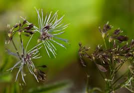 Attēlu rezultāti vaicājumam “Thalictrum aquilegifolium fruit”