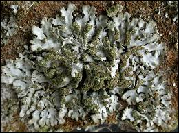 Attēlu rezultāti vaicājumam “Phaeophyscia orbicularis”