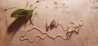 Attēlu rezultāti vaicājumam “Nematomorpha”