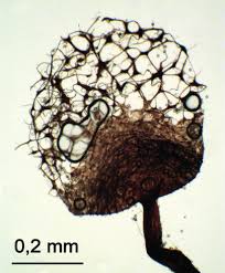 Attēlu rezultāti vaicājumam “Craterium aureonucleatum spores”