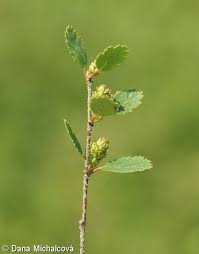 Attēlu rezultāti vaicājumam “Betula humilis”