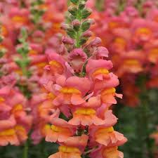 Attēlu rezultāti vaicājumam “Antirrhinum majus”