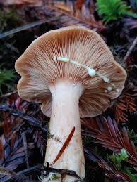 Attēlu rezultāti vaicājumam “Lactarius”