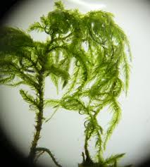 Attēlu rezultāti vaicājumam “Isothecium myosuroides sporophyte”