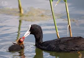 Attēlu rezultāti vaicājumam “Gruiformes”