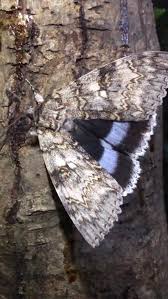 Attēlu rezultāti vaicājumam “Catocala fraxini”