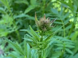 Attēlu rezultāti vaicājumam “Valeriana officinalis bud”