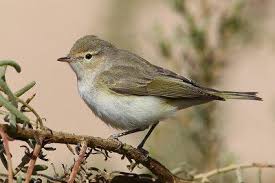 Image result for Phylloscopus orientalis