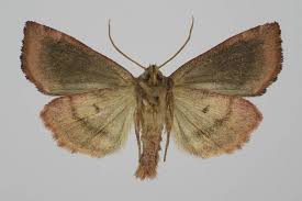 Attēlu rezultāti vaicājumam “Cosmia pyralina”