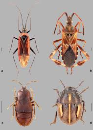 Attēlu rezultāti vaicājumam “Psallus sp. imago”