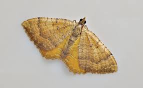 Attēlu rezultāti vaicājumam “Camptogramma bilineata”