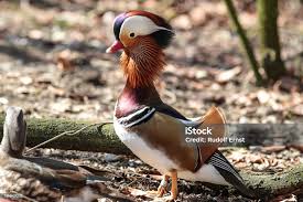 Attēlu rezultāti vaicājumam “Aix galericulata”