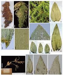 Attēlu rezultāti vaicājumam “Blepharostoma trichophyllum sporophyte”