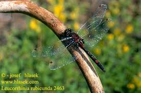 Attēlu rezultāti vaicājumam “Leucorrhinia rubicunda”