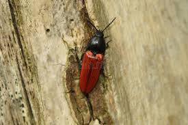 Attēlu rezultāti vaicājumam “Ampedus sanguineus”