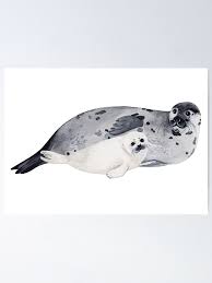 Image result for Pagophilus groenlandicus