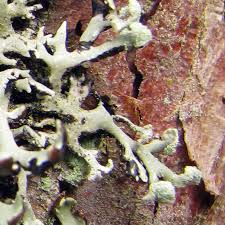 Attēlu rezultāti vaicājumam “Hypogymnia vittata”