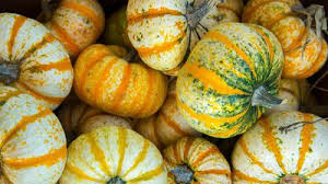 Attēlu rezultāti vaicājumam “Cucurbita pepo fruit”