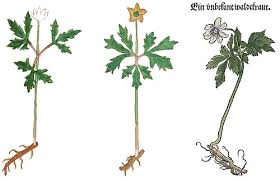 Image result for Buschwindröschen