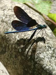 Attēlu rezultāti vaicājumam “Calopteryx virgo male”