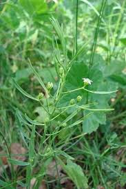 Attēlu rezultāti vaicājumam “Thesium ebracteatum”