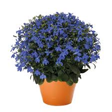 Image result for Lobelia erinus