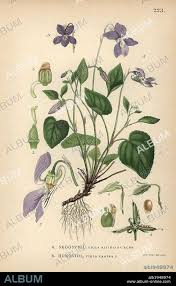 Attēlu rezultāti vaicājumam “Viola canina”