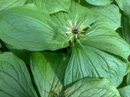 Attēlu rezultāti vaicājumam “Paris quadrifolia”