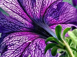 Image result for Petunie