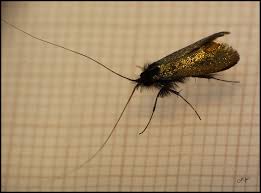 Attēlu rezultāti vaicājumam “Adela cuprella”